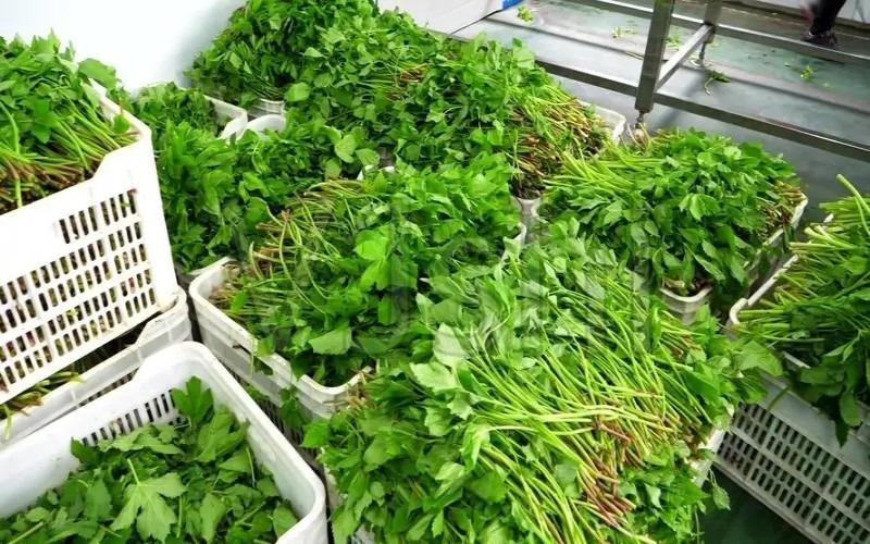 图片[5]-农村家庭致富小作坊推荐，（在家办厂致富好项目）-瑷珂憬転