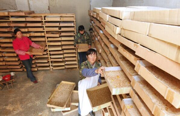 图片[1]-黄粉虫投入成本和年利润有多少，（黄粉虫销路现状及市场价格表）-瑷珂憬転