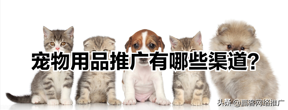 图片[1]-宠物用品代理怎么找（宠物用品的推广渠道）-草根创业生活网