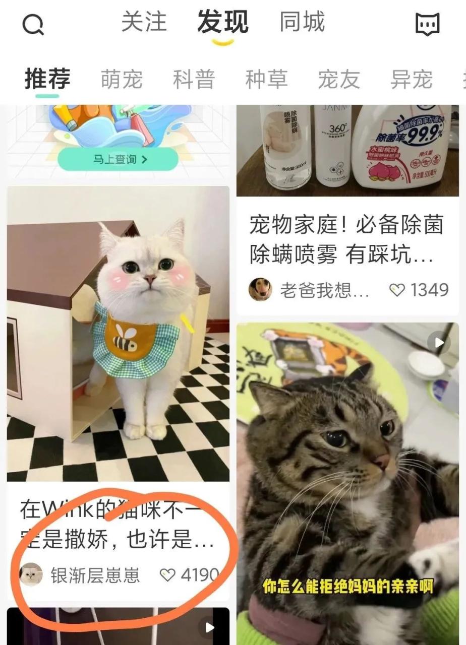 图片[2]-拍宠物照片发布，100+播放就有收益，无任何难度，小白也能做-瑷珂憬転
