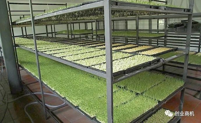 图片[2]-农村创业致富新契机：豆芽加工作坊投资少回报好，市场前景广阔-阿灿说钱