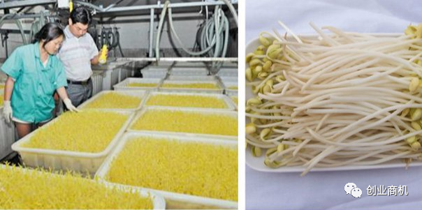 图片[1]-农村创业致富新契机：豆芽加工作坊投资少回报好，市场前景广阔-阿灿说钱